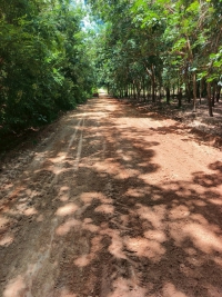 วันที่ 22 กรกฎาคม 2568 ดร.คุณากร อักษรพรมราช นายกองค์การบริหารส่วนตำบลโพนงาม มอบหมายให้เจ้าหน้าที่องค์การบริหารส่วนตำบลโพนงาม ลงพื้นที่ซ่อมแซมปรับปรุงถนนบ้านป่าเตี้ย หมู่ที่ 3